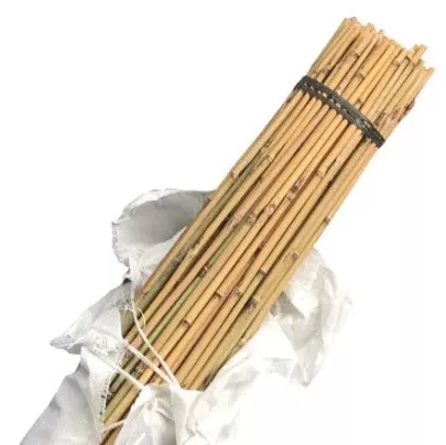 Bamboo Cane 60cm 8/10mm 500/bundle
