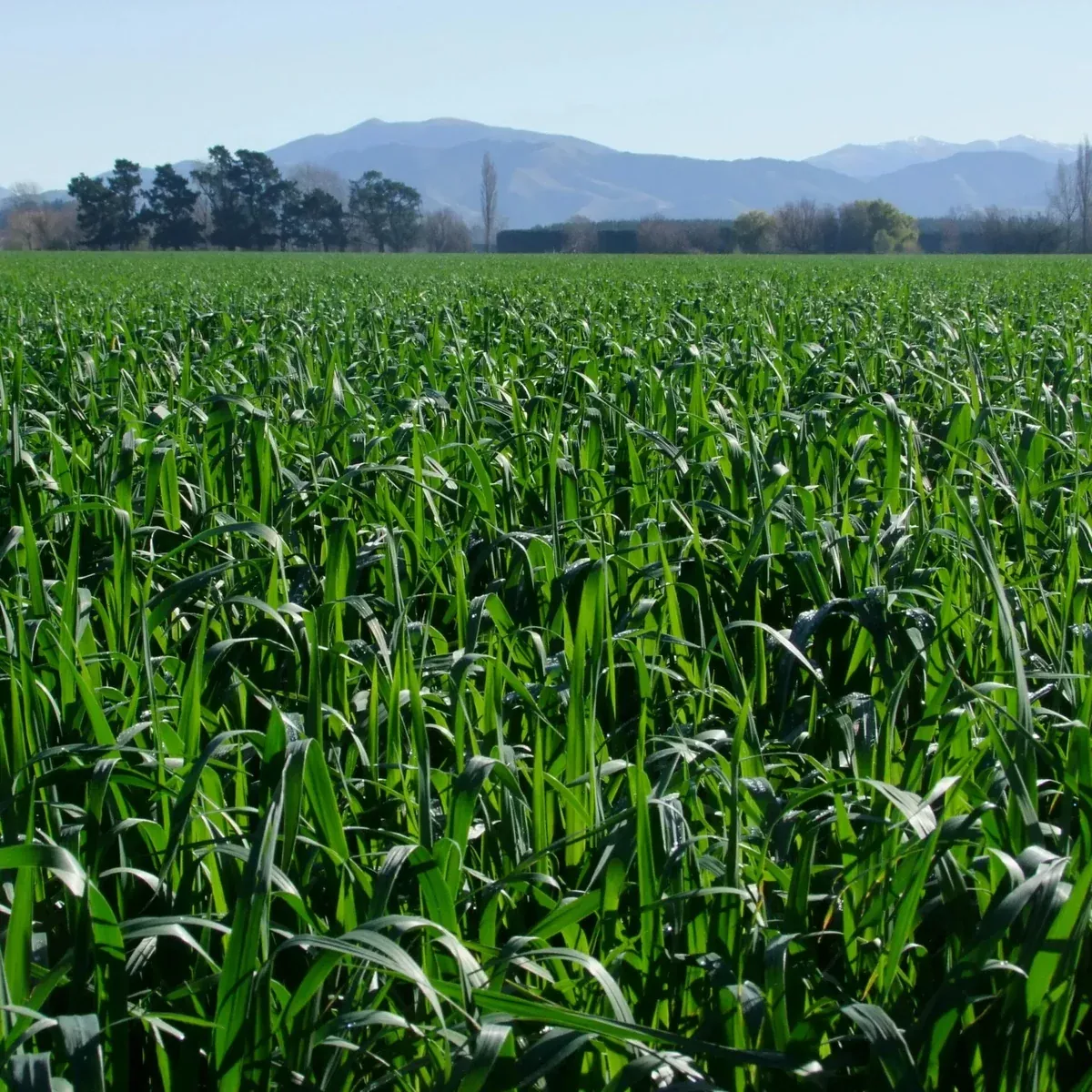 Oats 2G Seed 40Kg